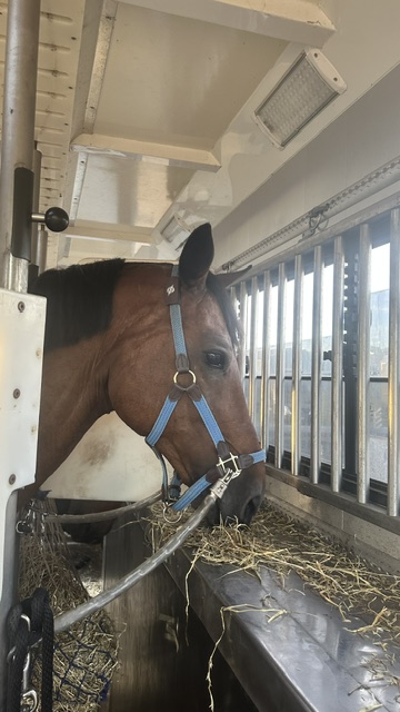 Een paard rustig in de trailer tijdens het transport met de paardenpatch