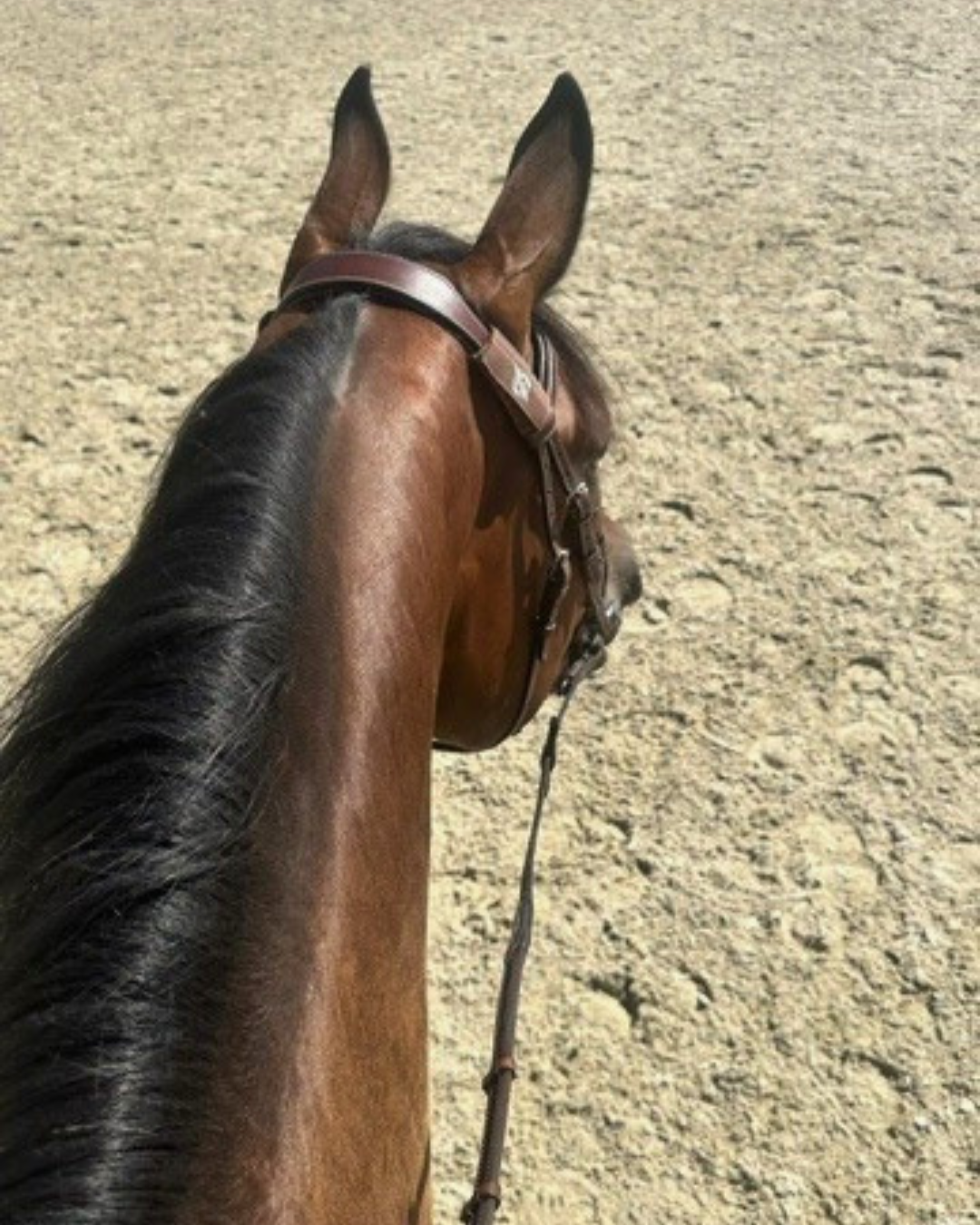 Ruiter te paard in de buitenbak